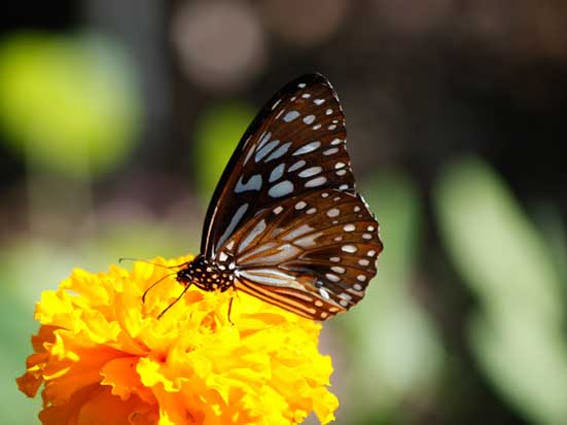 Blue Tiger Butterfly