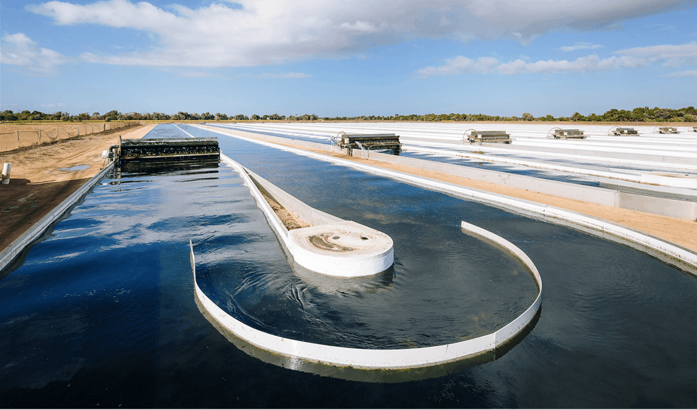 Example of macroalgae beds