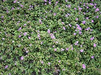 Creeping Lantana (Lantana Montevidensis)