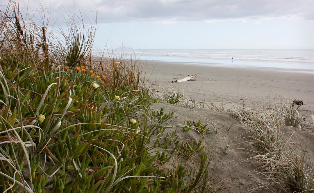 A scenic photo of Foxton Beach.