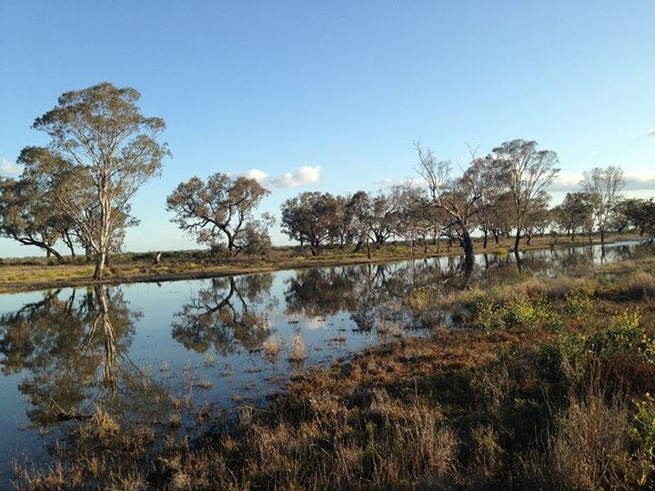 Whittakers Lagoon   West Of Moree