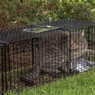 Feral cat in trap