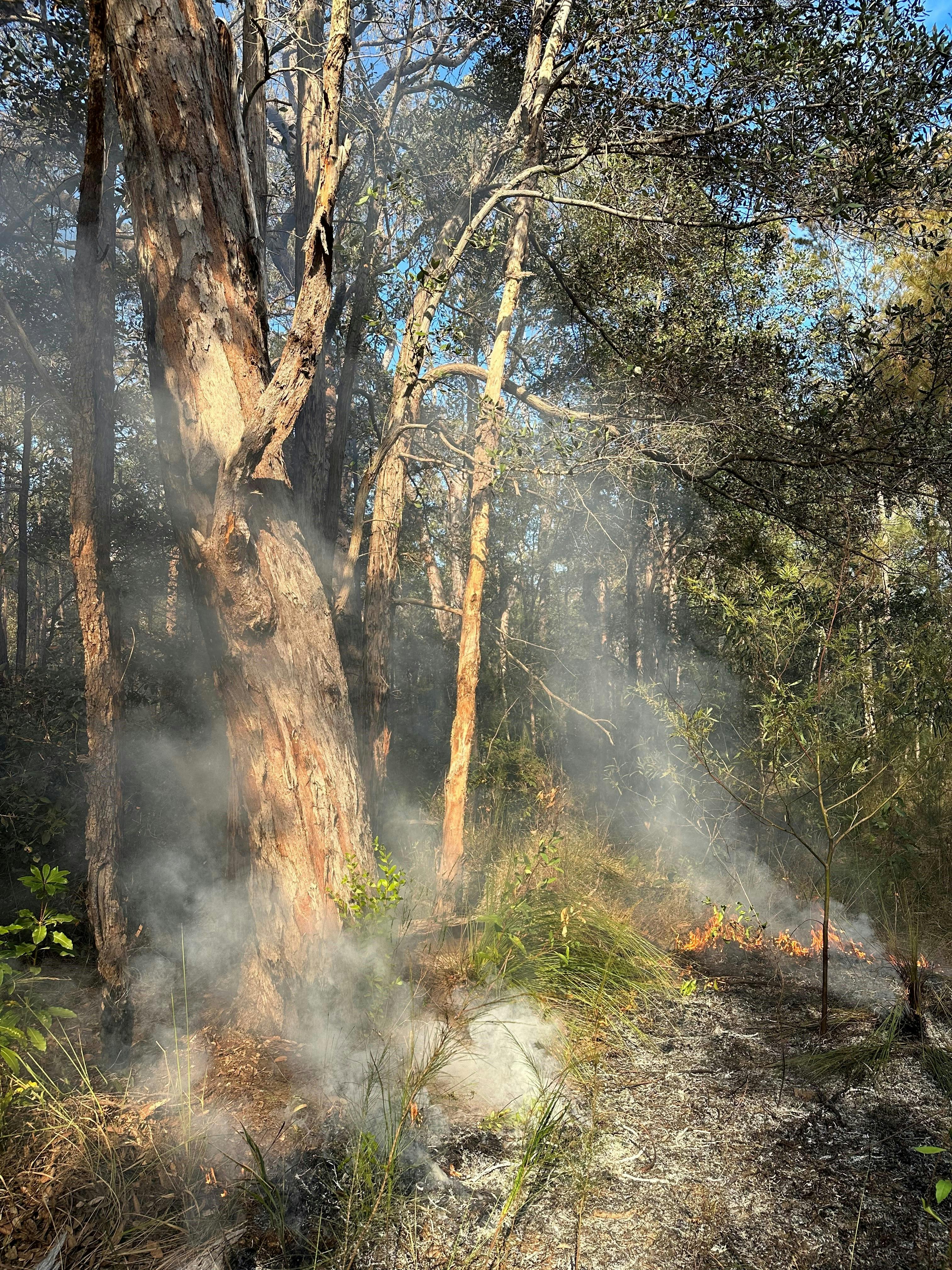 Cultural Burn 2023 Glenbrook Lagoon.jpg