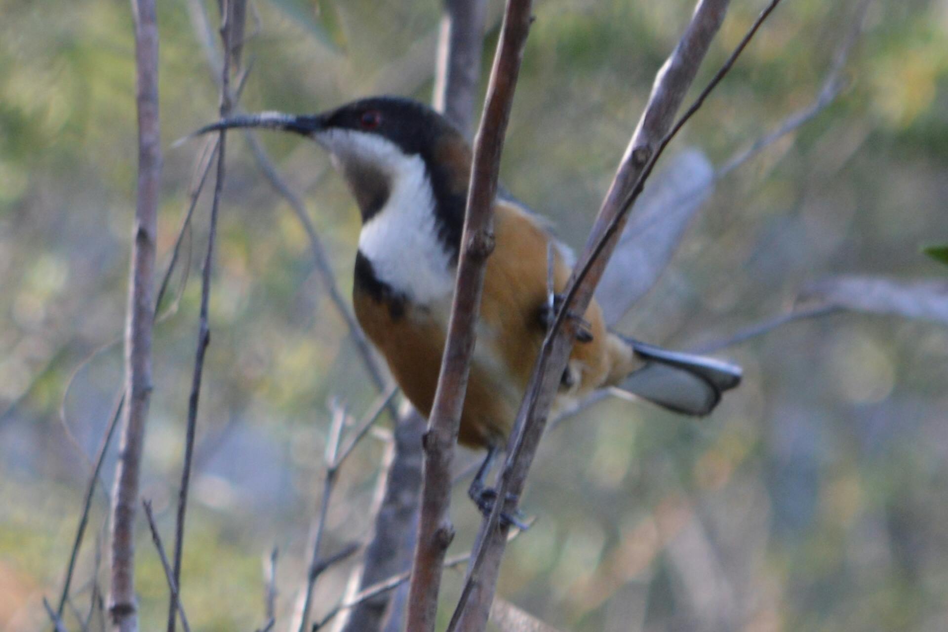 Eastern Spinbill.JPG