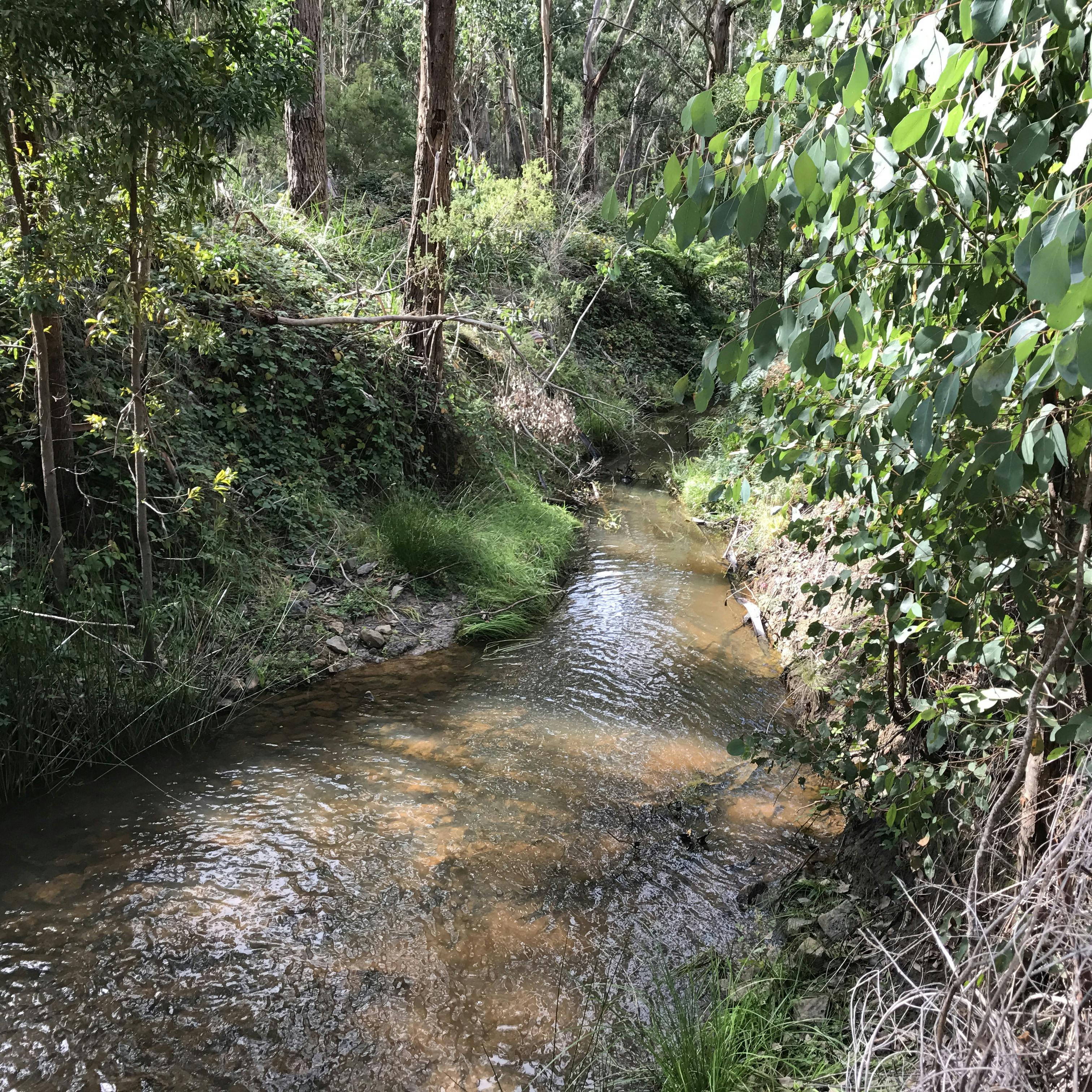 Upstream from McDonalds dam