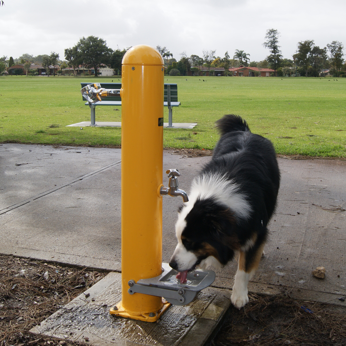 drinking fountain with dog bowl