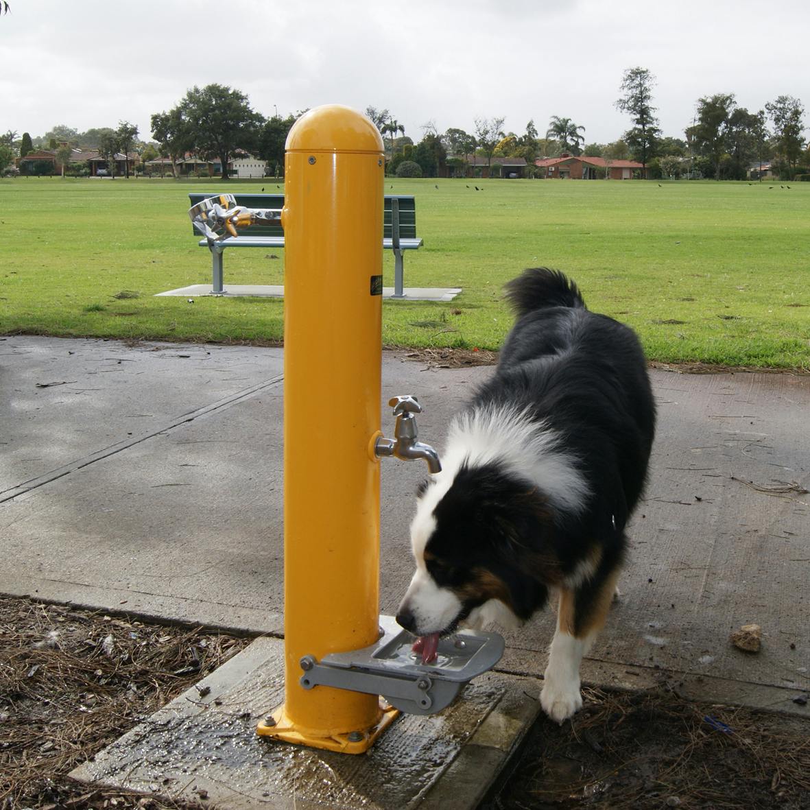Example of dog bowl and drinking fountain