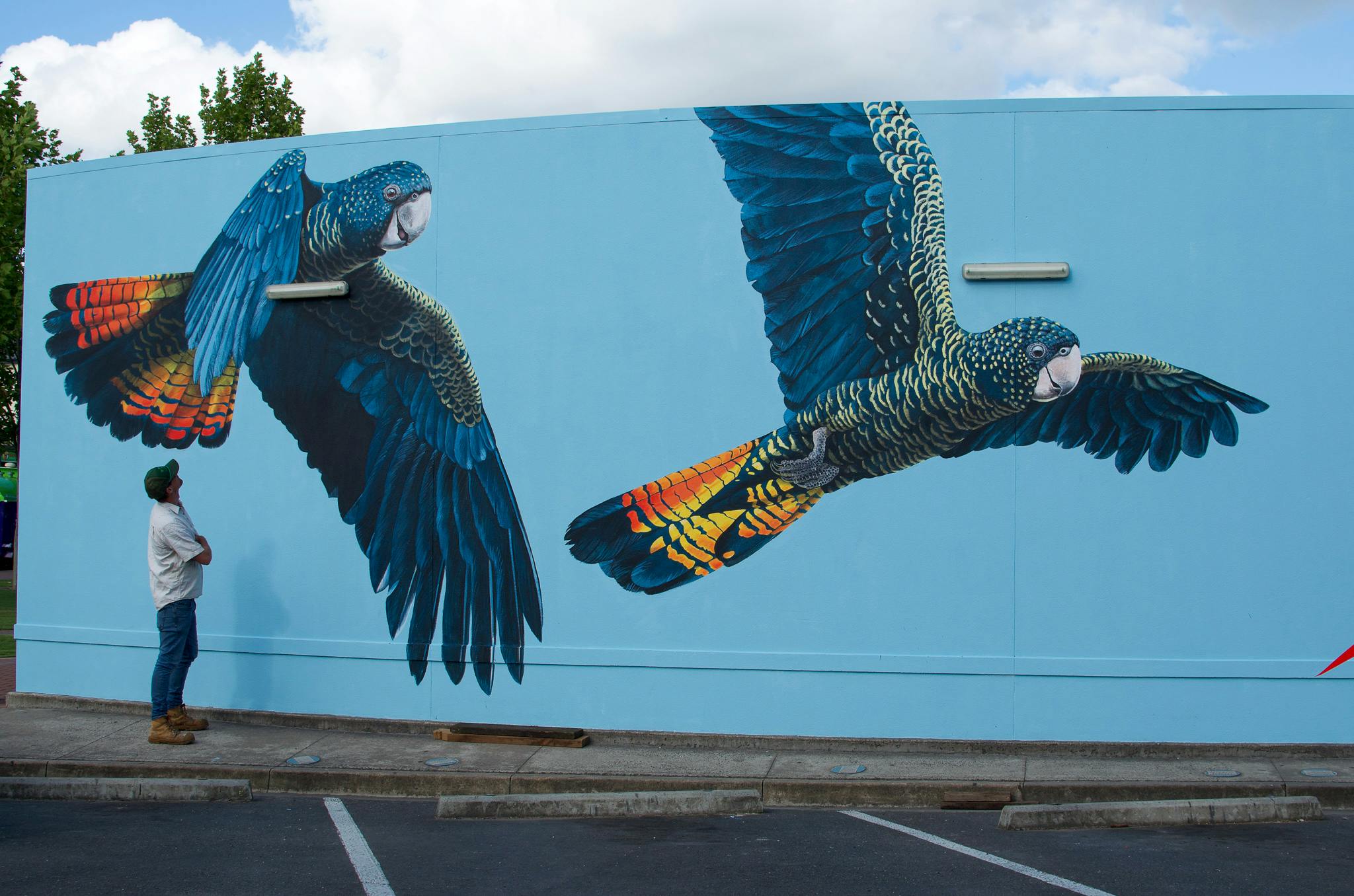 Red Tailed Black Cockatoo Mural