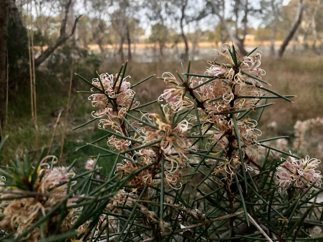 Photo of a native hakea at the wetlands behind the WORLD building on Wallace Street