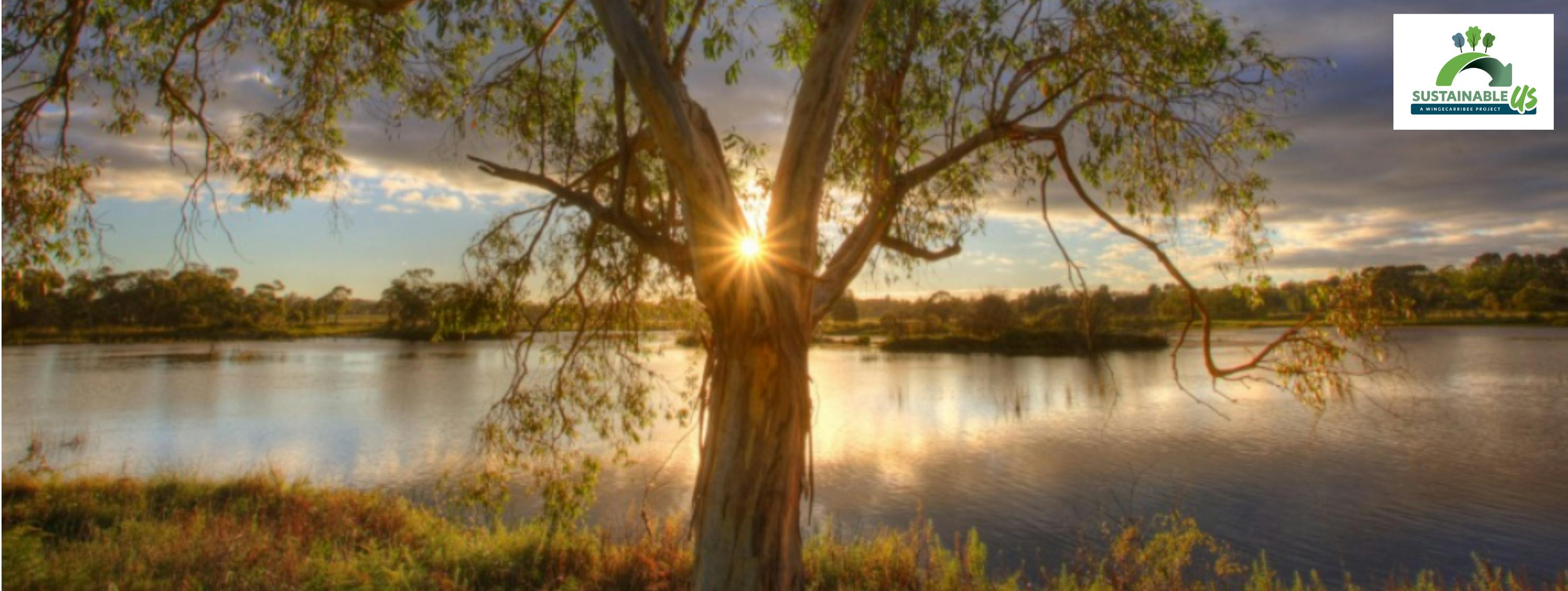 Photo credit Dee Kramer.  A majestic tree on the lakes edge at sunrise in Cecil Hoskins Reserve, Burradoo.