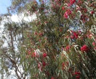 Native Fauna at Lochiel Park