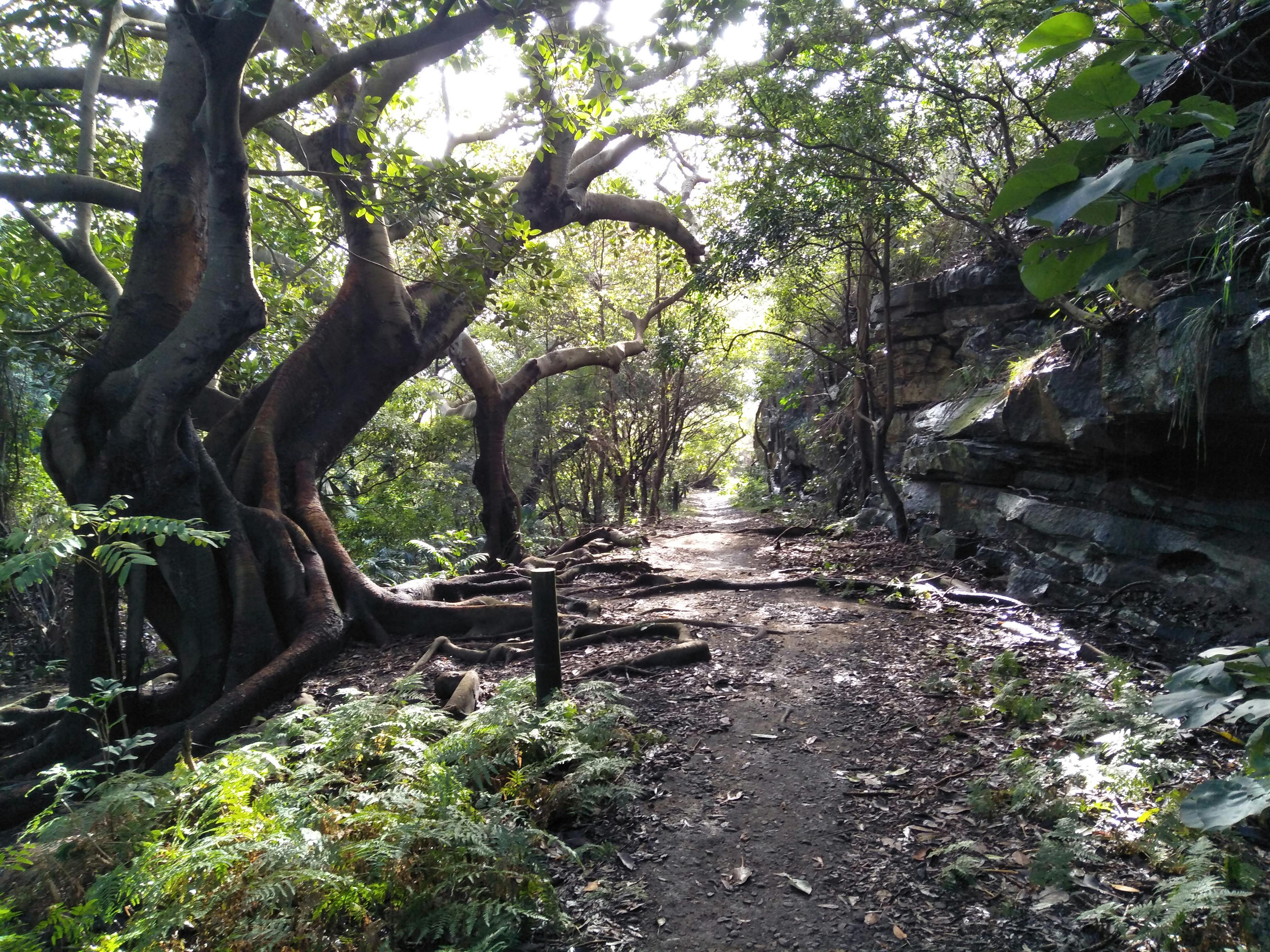 Where a boardwalk will be constructed over the fig tree roots