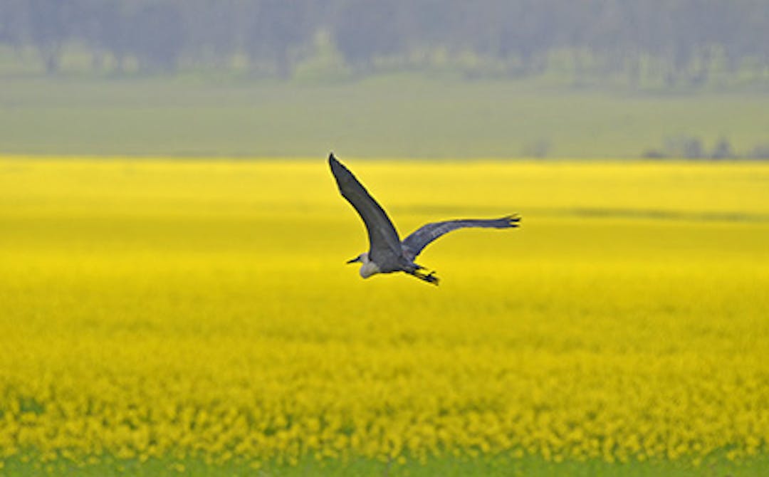 White-faced heron bird