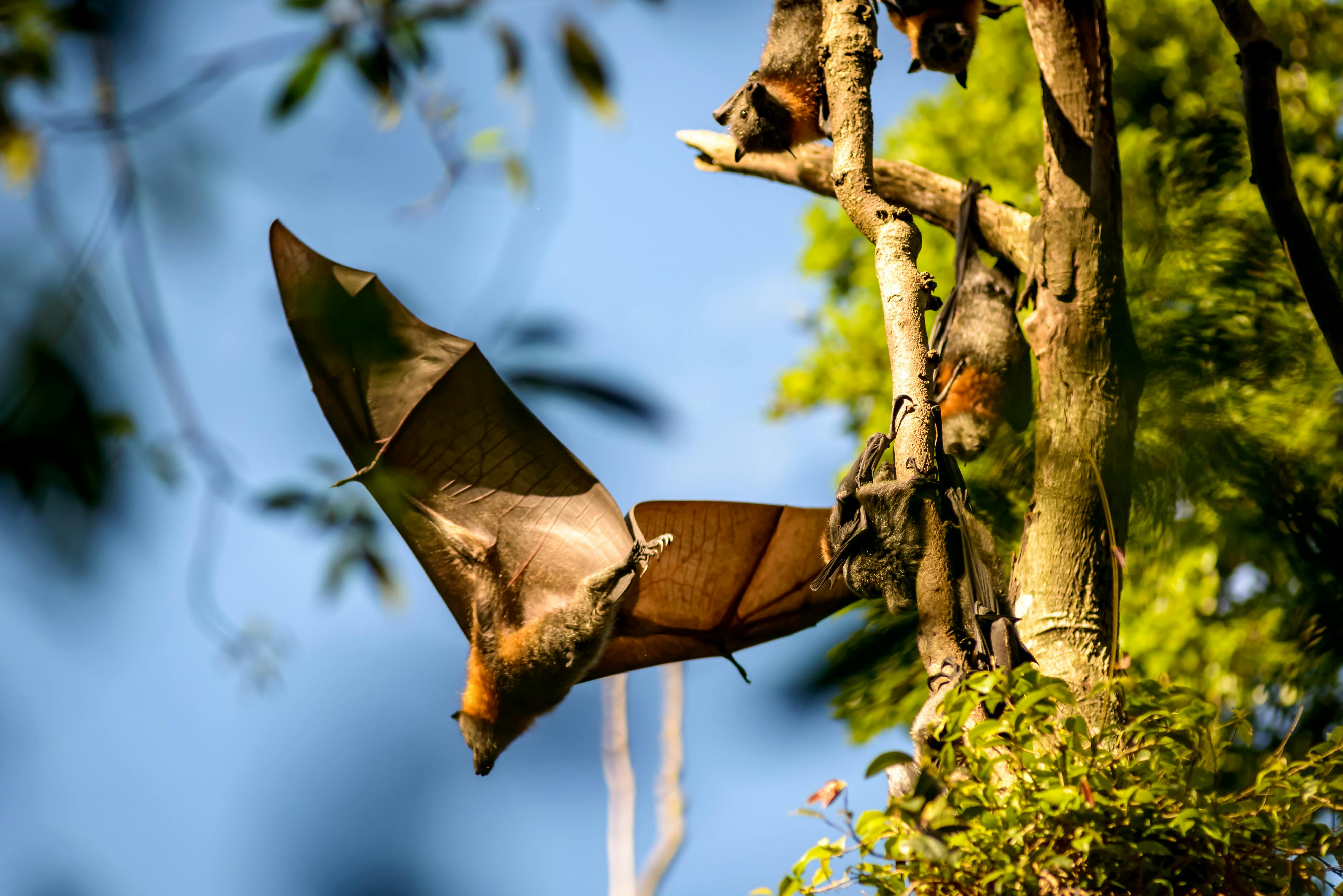 Flying Fox Rotary Park BD 072.jpg