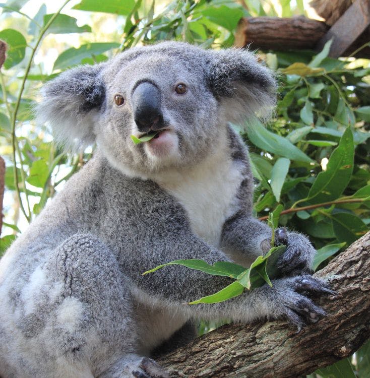 Koala   .jpg