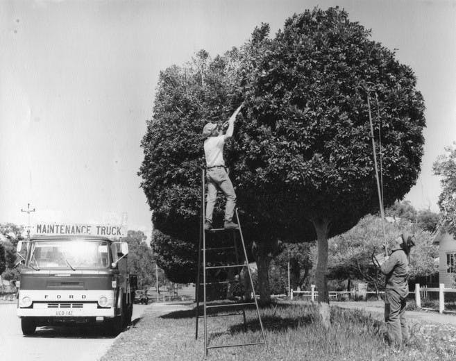 Tree maintenance workers