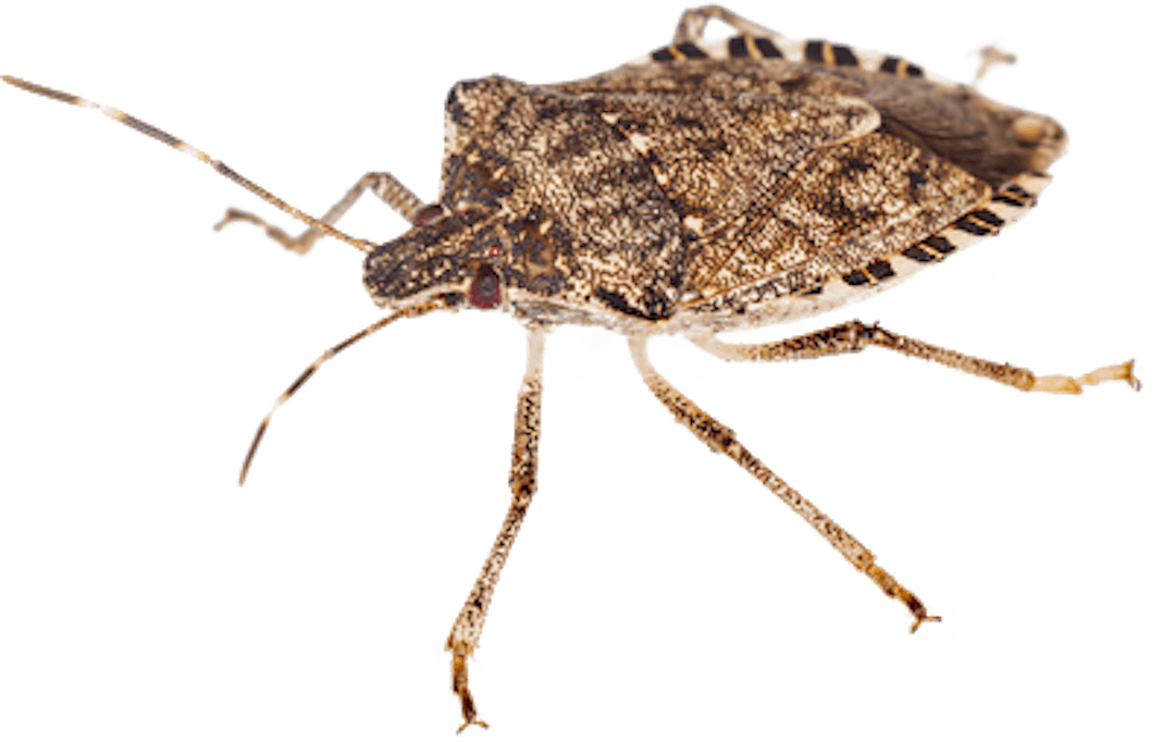 Image of a brown marmorated stink bug
