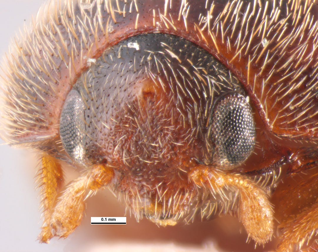 Khapra beetle (Trogoderma granarium) head frontal view