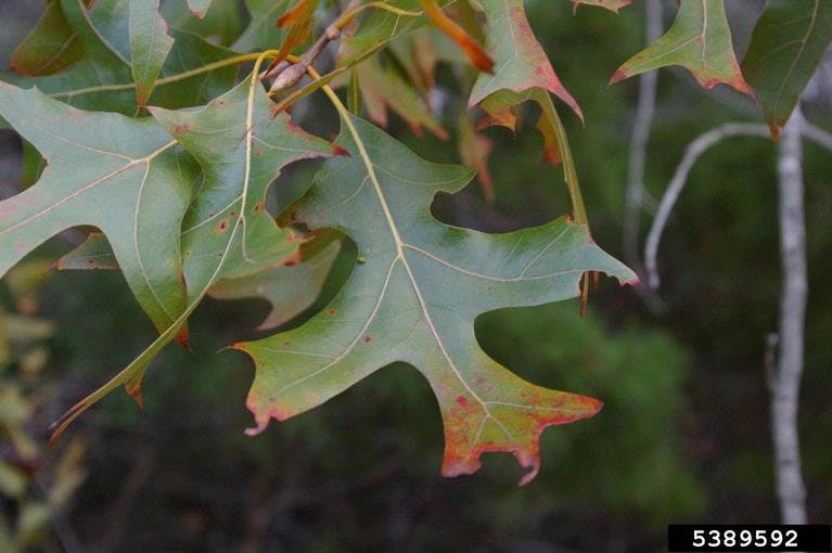 Turkey Oak leaves