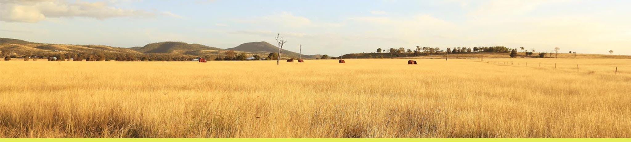 Cattle grazing on open field