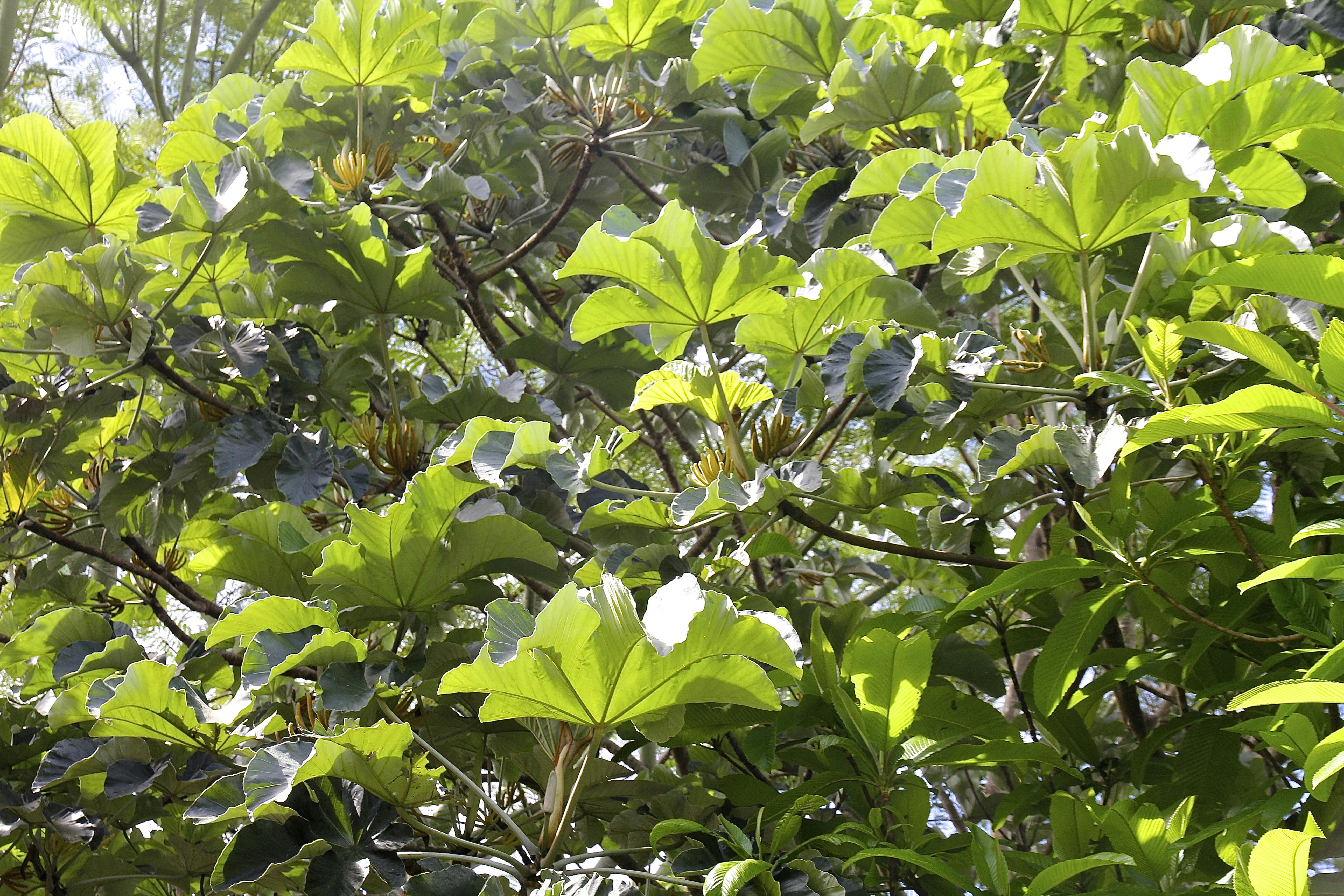 Mexican bean tree - photo by Saraya Robinson