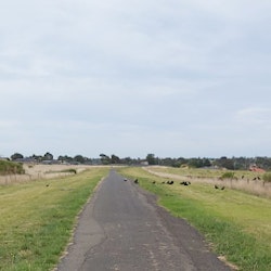 Greenvale to Attwood Shared Path Project