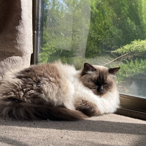 Harry enjoys sunbathing by the window