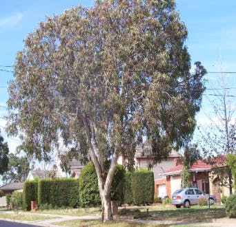 Large Fruited Yellow Gum