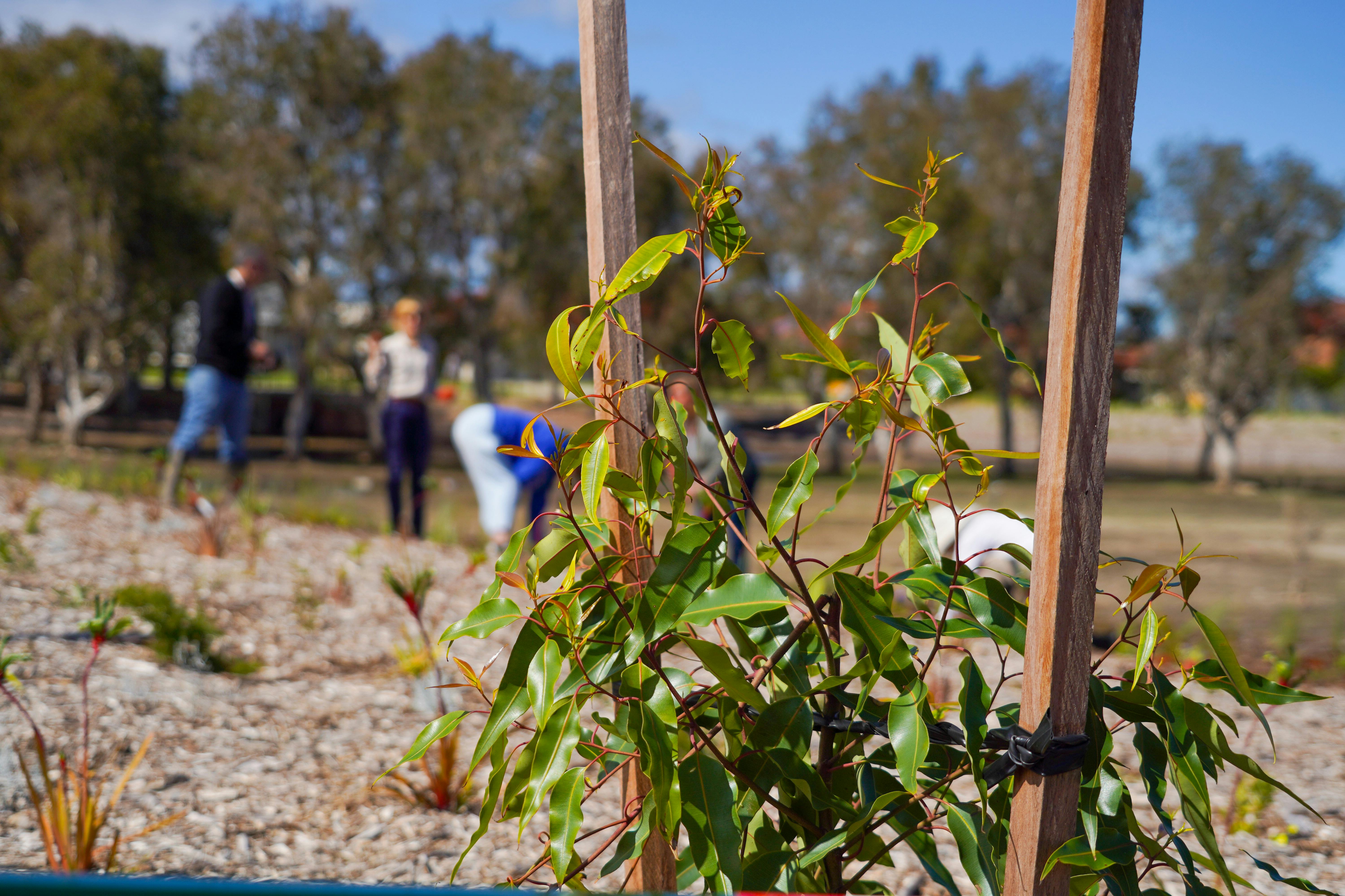 Groundlark Park Planting - Jesse Collins 05.jpg