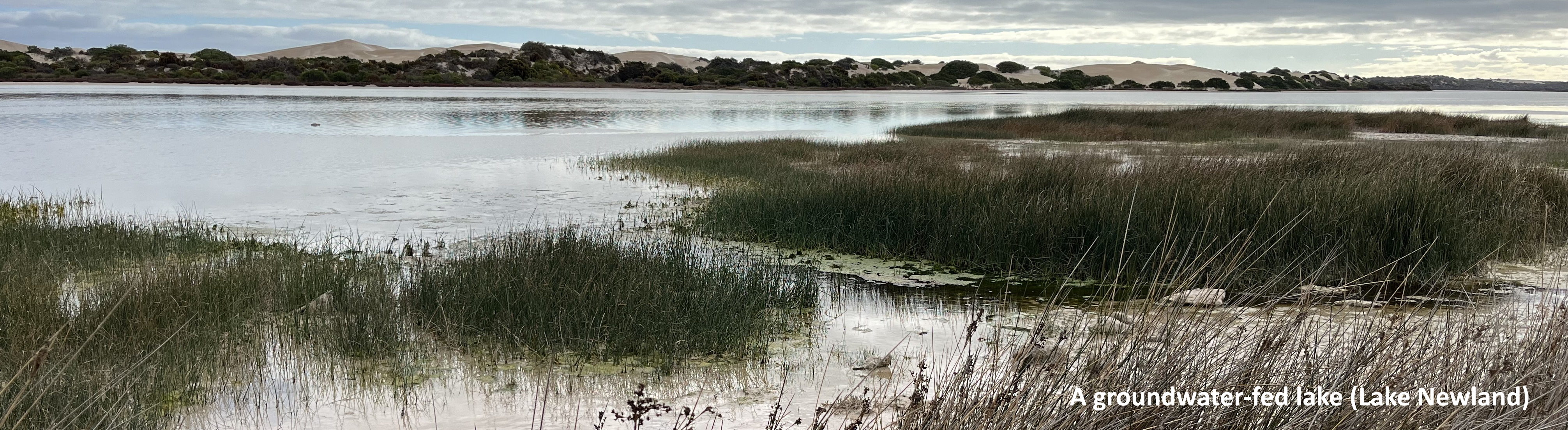 A groundwater dependent ecosystem (Lake Newland)