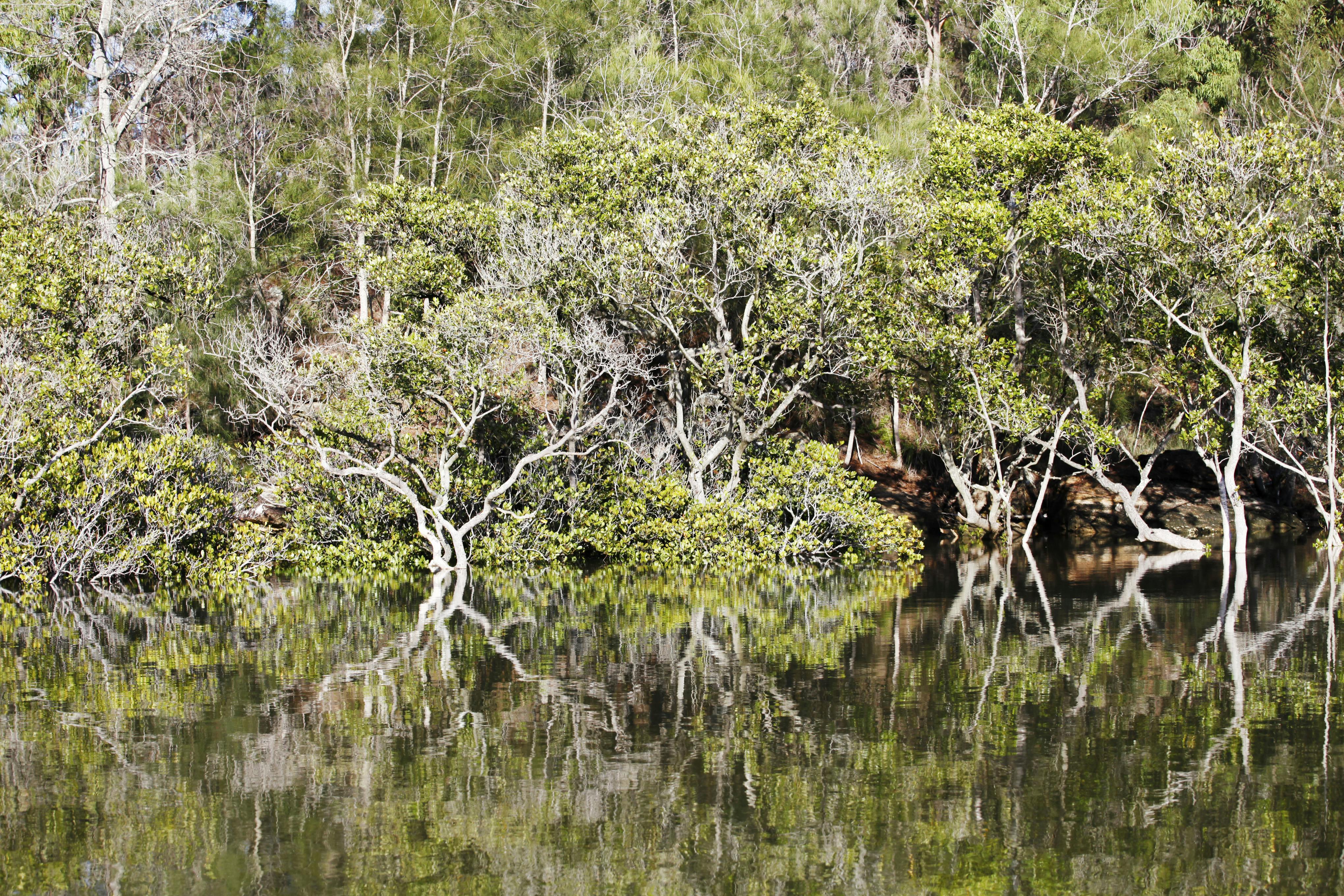 Reflection of native Australian trees in the water