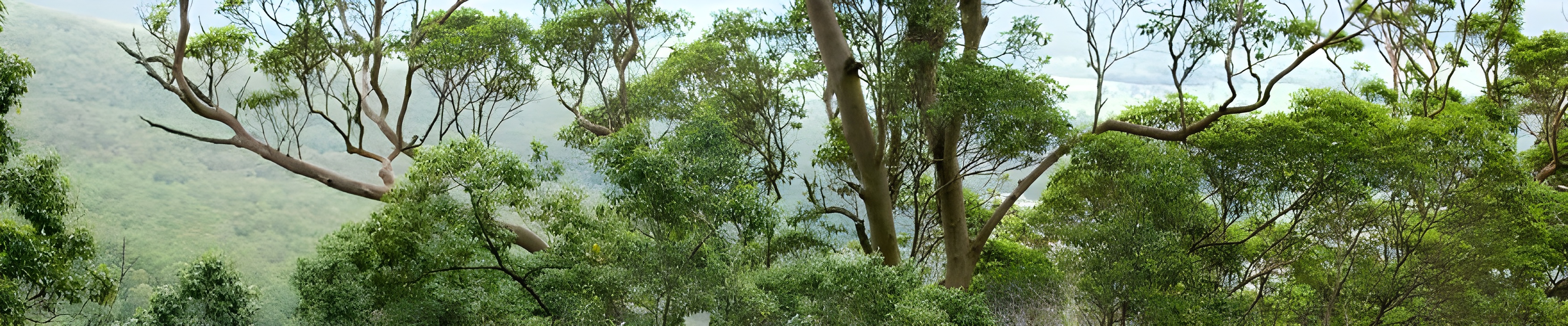 Picture of a tree