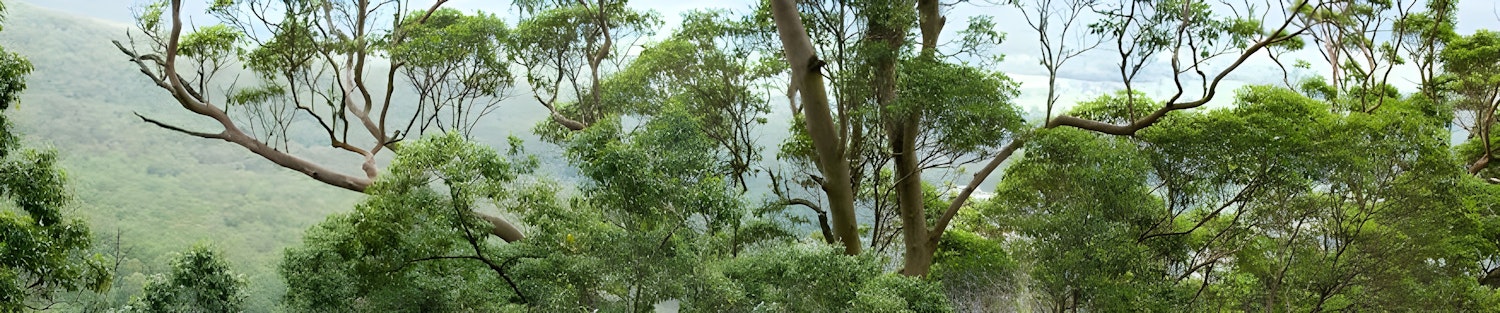 Picture of a tree