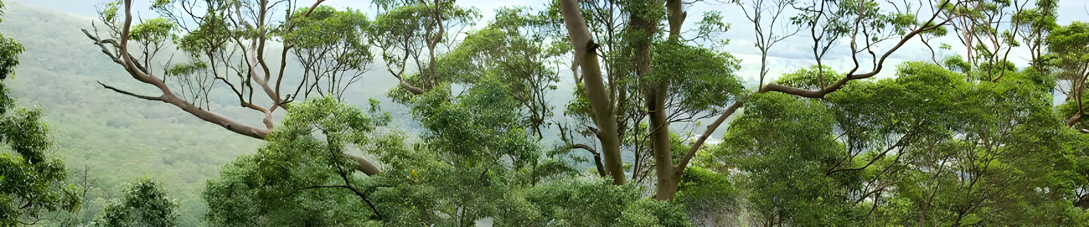 Picture of a tree