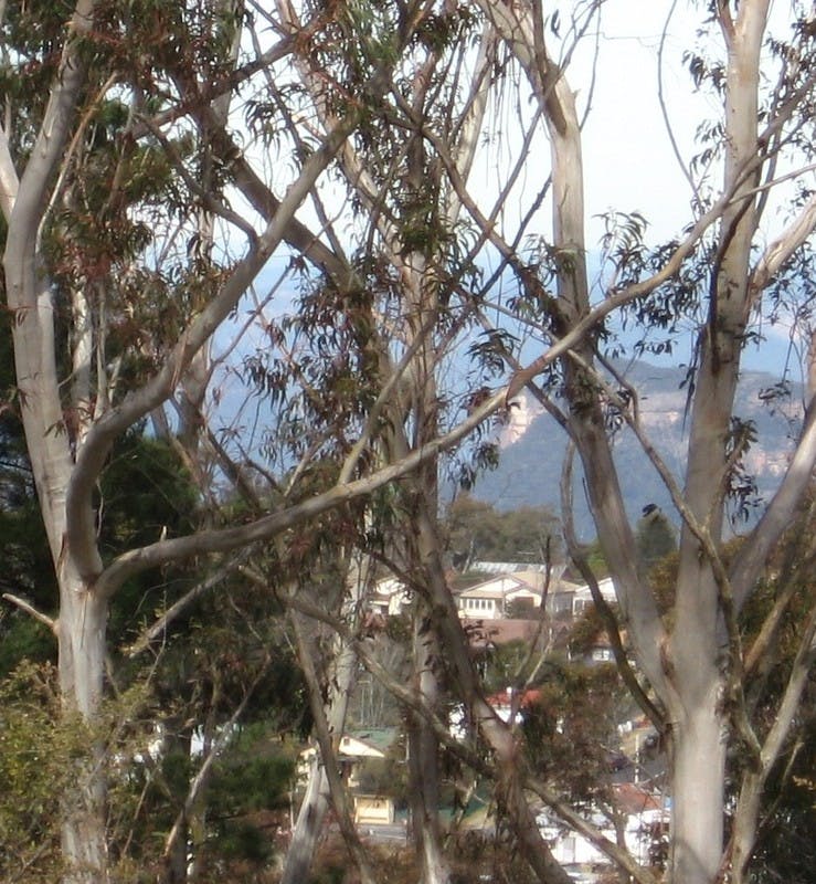 Iconic Mountain Ash at Katoomba