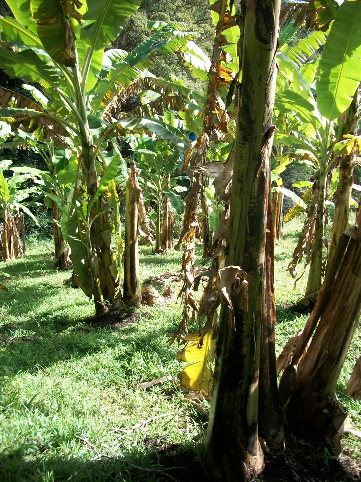 Banana Ground Cover
