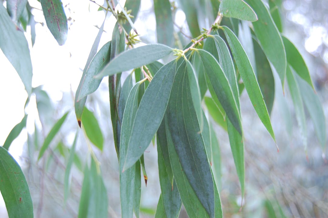 eucalyptus leaf