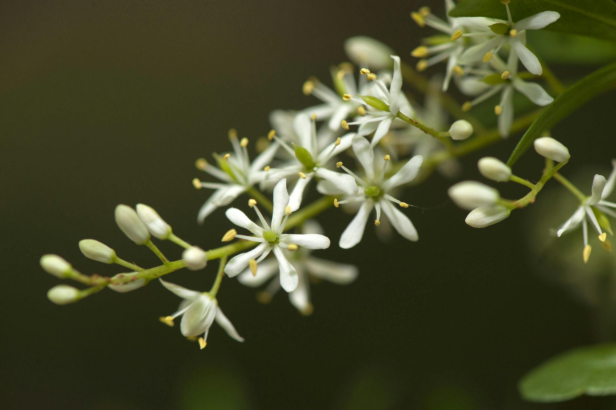 White native flower