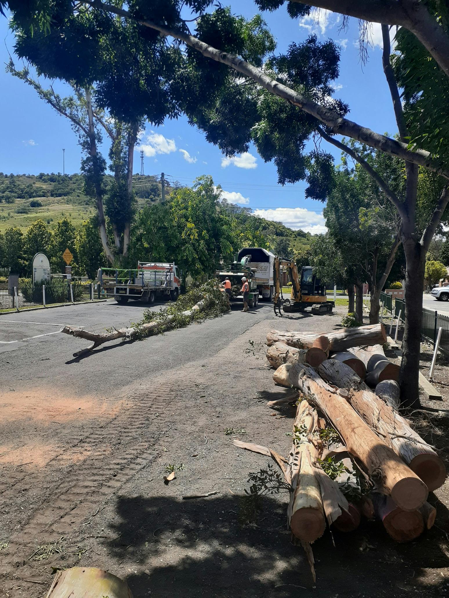 Removing the Eucalyptus trees in December 2020