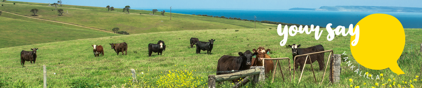 Your Say Yankalilla Banner - Cows at Cape Jervis