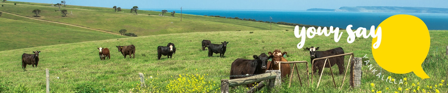 Your Say Yankalilla Banner - Cows at Cape Jervis
