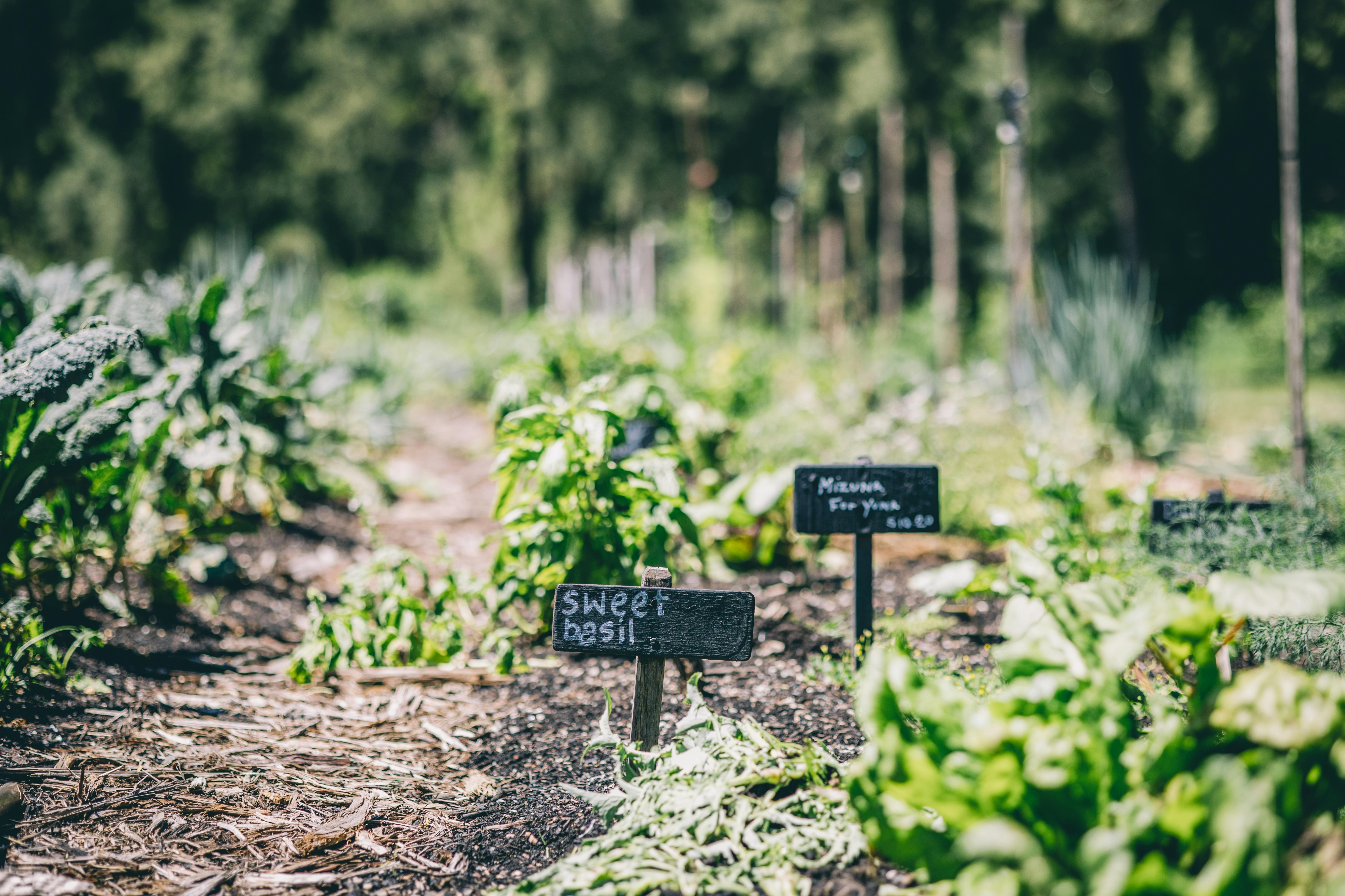 Grow your own produce