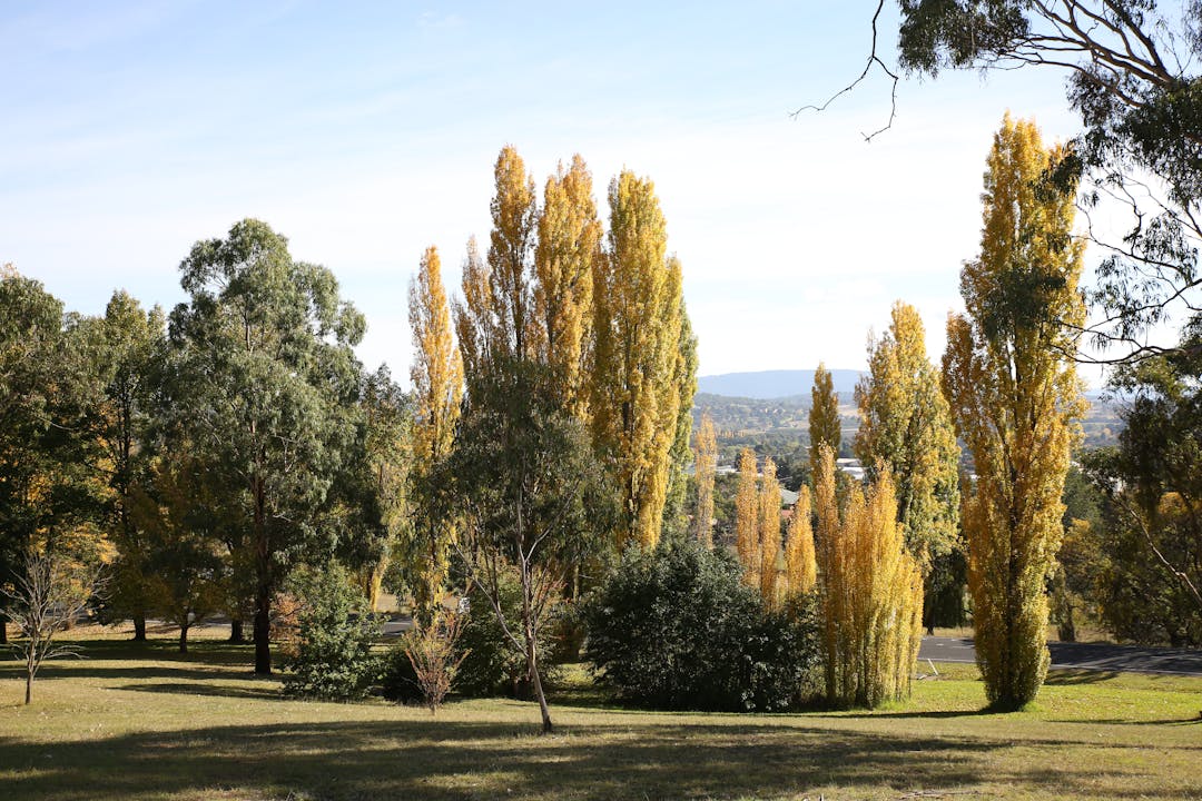 Trees in Autumn colours