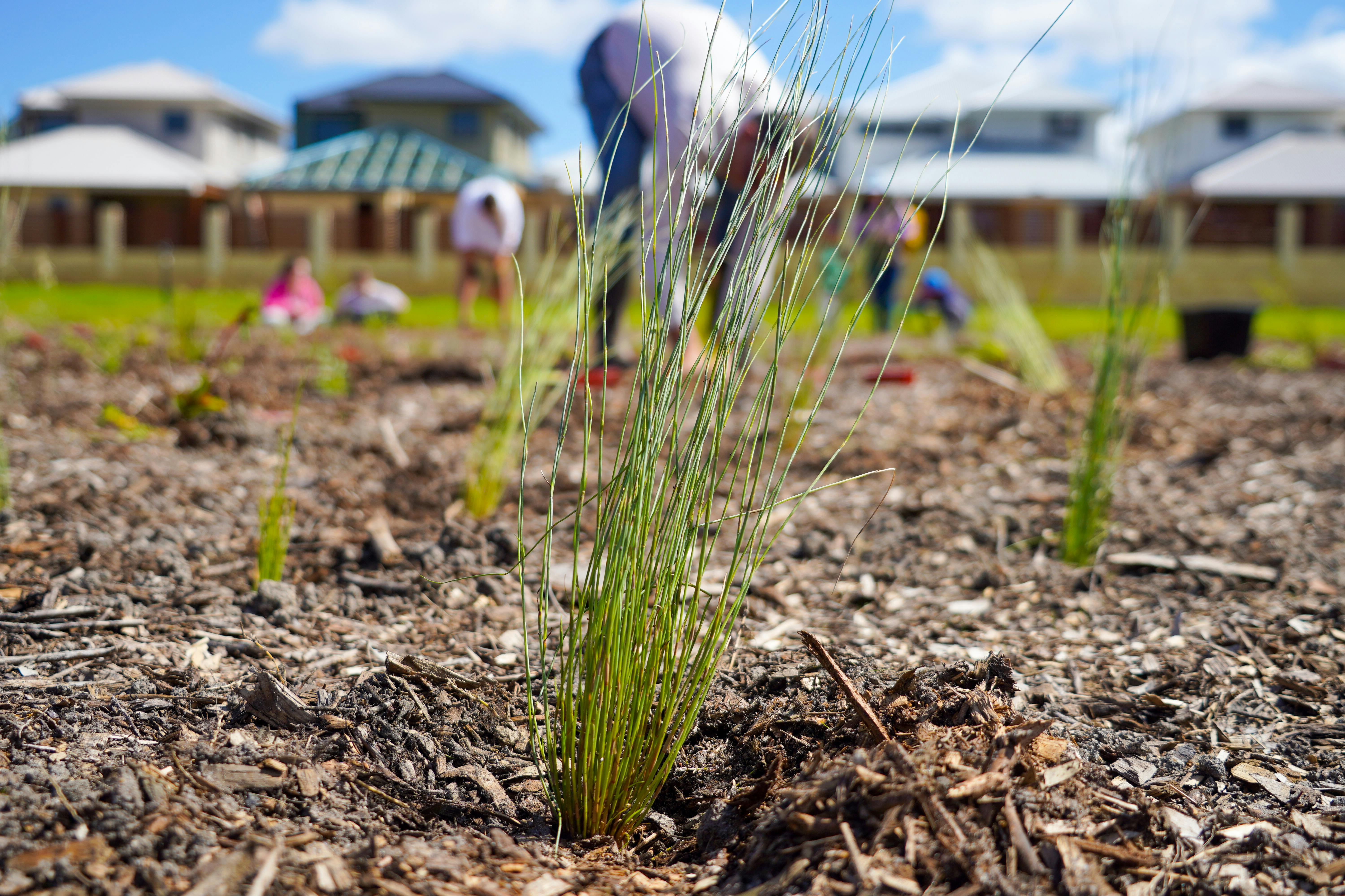 Groundlark Park Planting - Jesse Collins 06.jpg