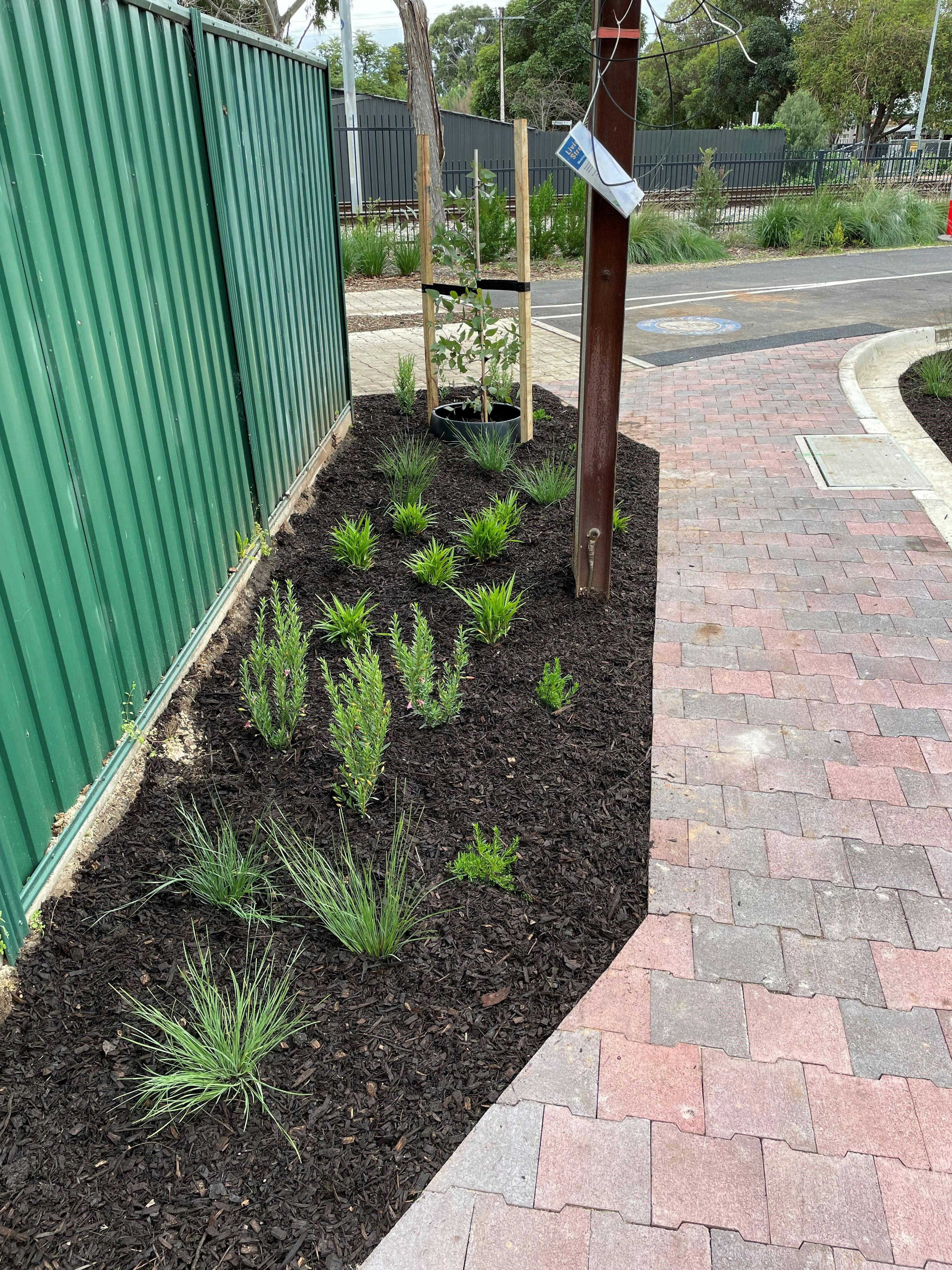 Rogers St - New plantings and path way connections