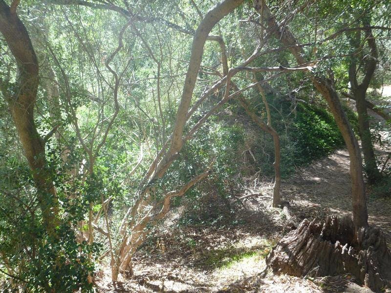 Section of Michael Perry Reserve infested with woody weeds