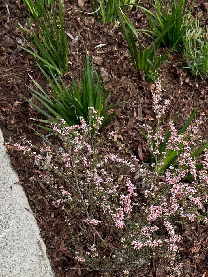 Garden Bed