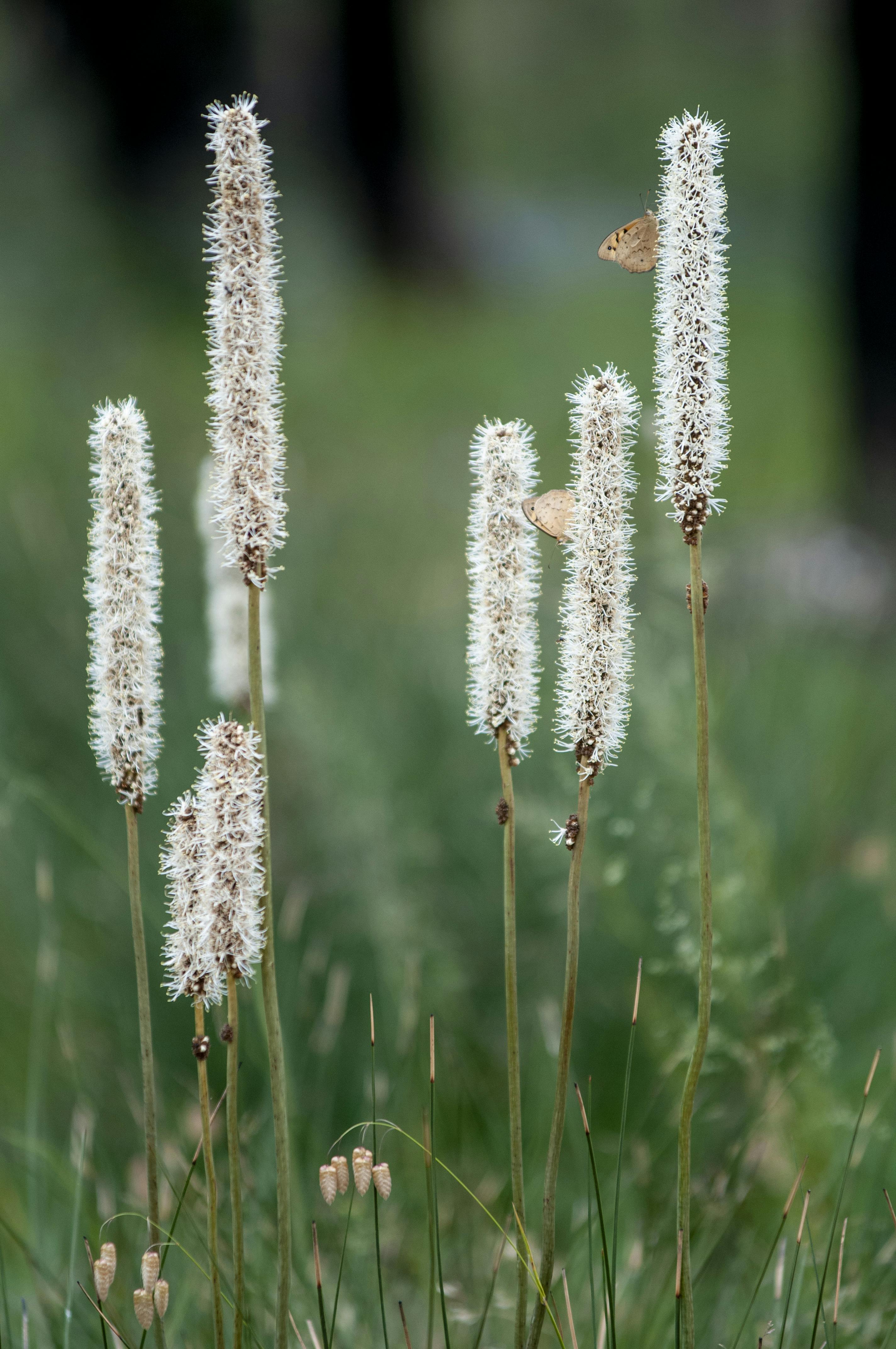 Xanthorrhoea minor (small grass tree) COFR.jpg