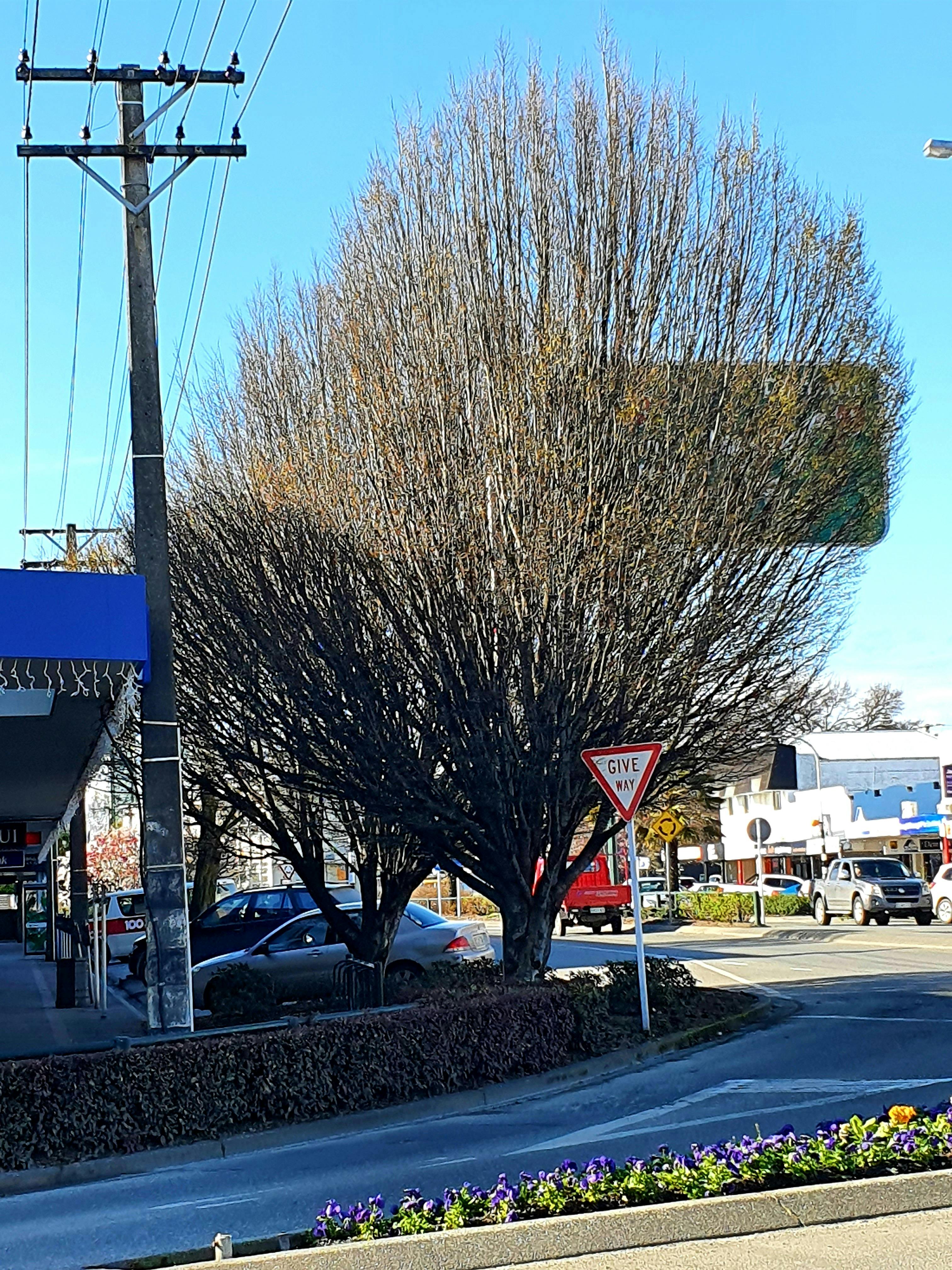 Japanese Elms outside the BNZ