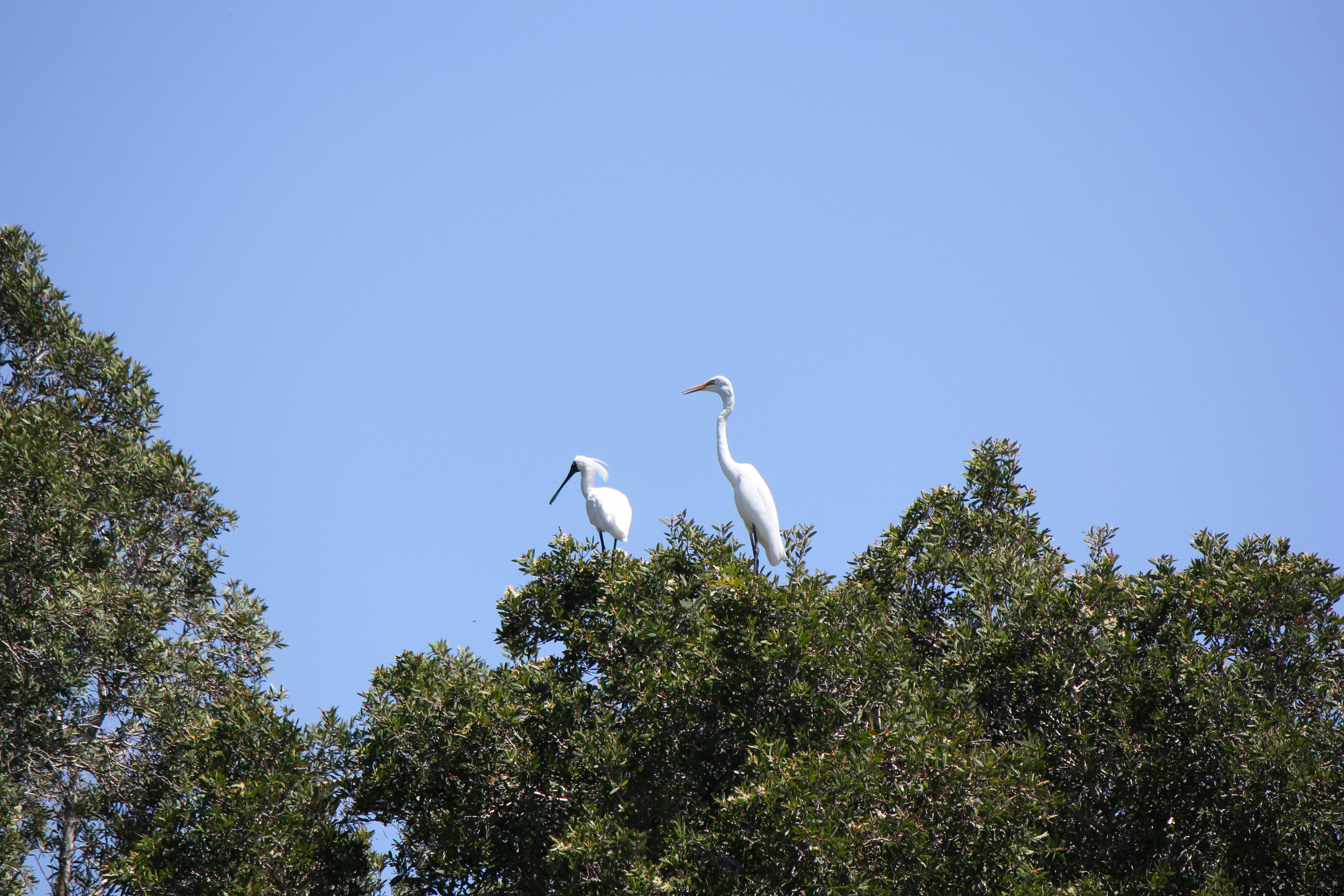 Eastern Great Egret and Royal Spoonbill